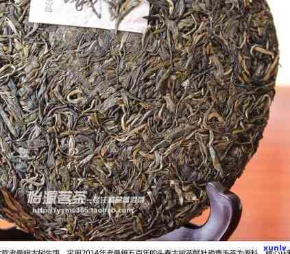 曼撒500年古树茶-曼撒古树茶价格