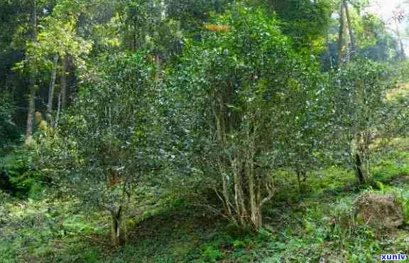 刮风寨白沙河古树茶的价格，揭秘刮风寨白沙河古树茶价格，深度解析其价值所在