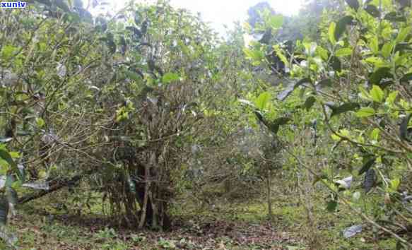 探究刮风寨白沙河古树茶的独特特性