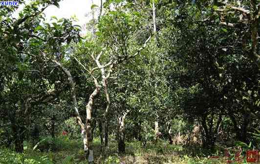 西双版纳勐海古树茶-西双版纳勐海古树茶业