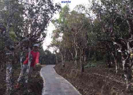 云南勐海古茶树茶叶，探访云南勐海古茶树茶叶，揭秘千年茶文化