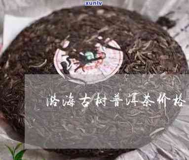 云南勐海古树茶新茶-勐海古树茶价格