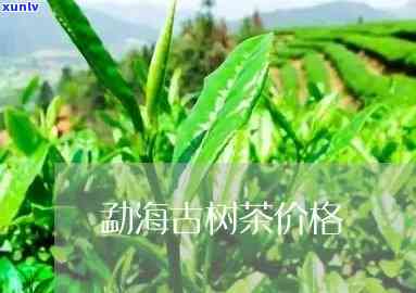 云南勐海古树茶新茶-勐海古树茶价格