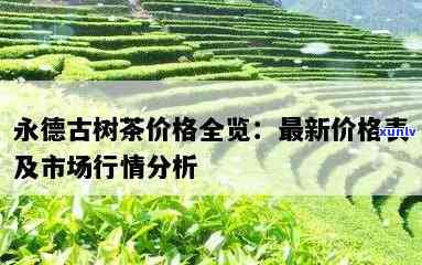 云南永德高山古树茶价格全揭秘，最新价目表及购买建议