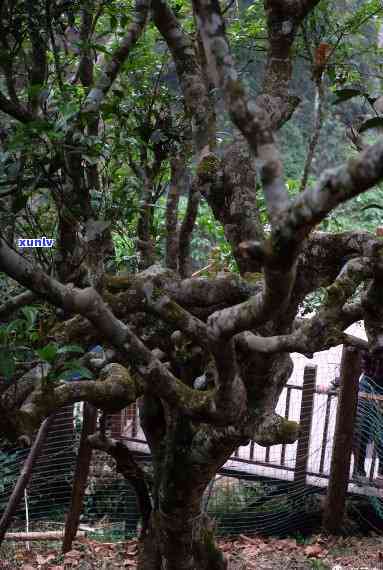 福海南糯山野生大树茶，《探寻福海南糯山的野生大树茶：一场味蕾与自然的对话》