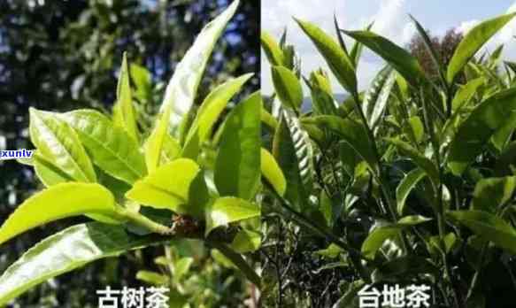 古树茶和台地茶区别大吗，深度解析：古树茶与台地茶的区别究竟有多大？