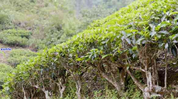 古树茶和台地茶区别大吗，深度解析：古树茶与台地茶的区别究竟有多大？