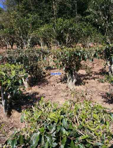 古树茶和台地茶区别-古树茶和台地茶区别在哪