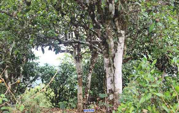 小树茶和古树茶区别在哪，揭秘小树茶与古树茶的区别，你了解吗？