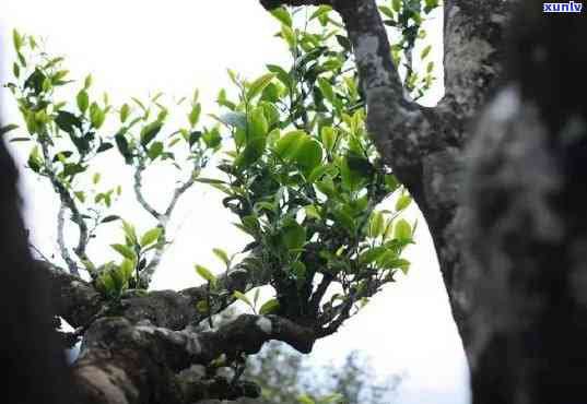 小树茶和古树茶区别是什么，深度解析：小树茶与古树茶的五大区别