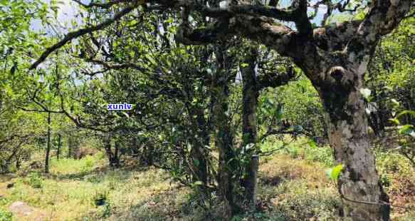 小树茶和古树茶区别-小树茶和古树茶区别在哪