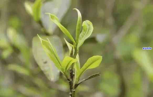 小树茶和古树茶区别-小树茶和古树茶区别在哪