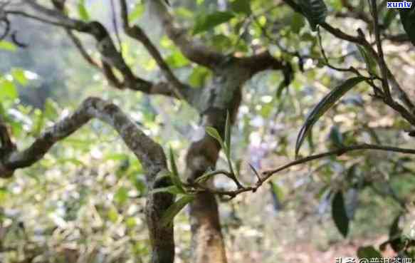 大树茶与古树茶的区别是什么？从定义、采摘时间、 *** 工艺、口感等方面全面解析