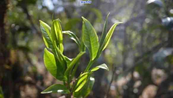 大树茶和古树茶区别-普洱大树茶和古树茶区别