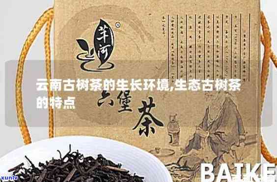 云南古树茶什么分别-云南古树茶的特点与好处