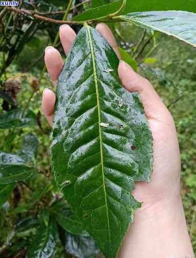 古树茶的叶怎样辨别真假图片，揭秘古树茶真伪：如何通过叶子辨别真假图片？