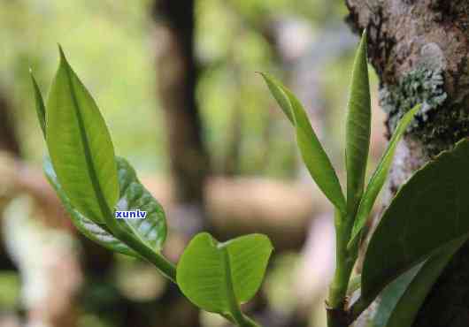 古树茶的叶子有什么特征，探秘古树茶：解析其叶子的独特特征