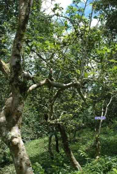 曼松还有古树茶吗知乎，探寻古老韵味：曼松古树茶是否仍在？——知乎上的讨论与见解