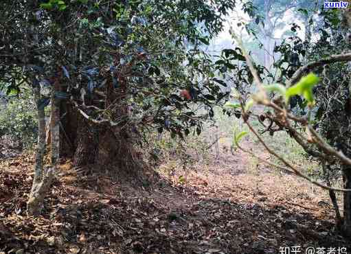 南糯山古树单株茶的特点全面解析