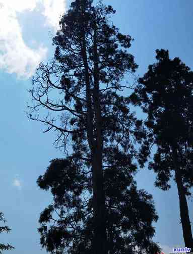 天门山高杆古树价格，探访天门山：揭秘古老高杆古树的价格与价值