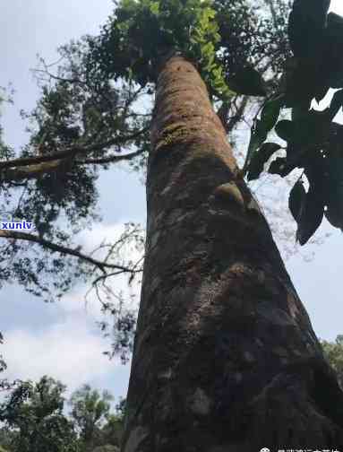 天门山高杆古树价格，探访天门山：揭秘古老高杆古树的价格与价值