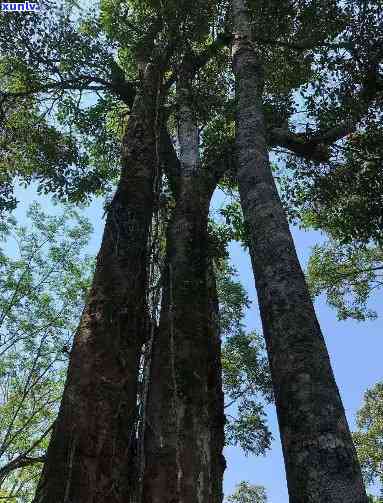 天门山高杆古树价格，探访天门山：揭秘古老高杆古树的价格与价值