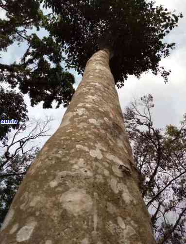 天门山高杆古树价格，探访天门山：揭秘古老高杆古树的价格与价值