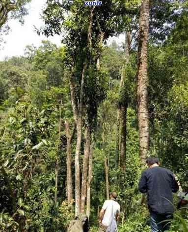 天门山高杆古树茶一公斤2万，珍稀古树茶：天门山高杆茶，每公斤售价高达2万元！