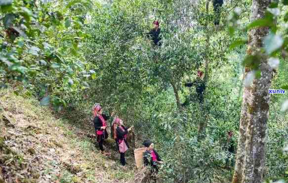 天门山高杆古树茶一公斤2万，珍稀古树茶：天门山高杆茶，每公斤售价高达2万元！