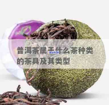 普洱茶是什么类型的茶？