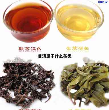 普耳茶是属于什么茶-普耳茶是属于什么茶类