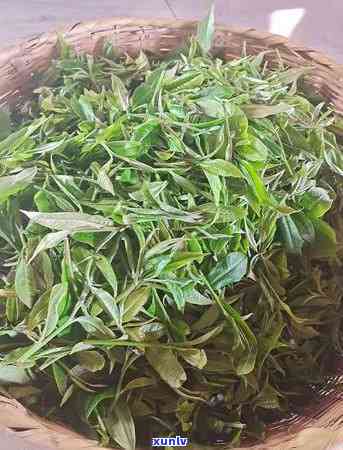 探究红茶与普洱茶的功效区别