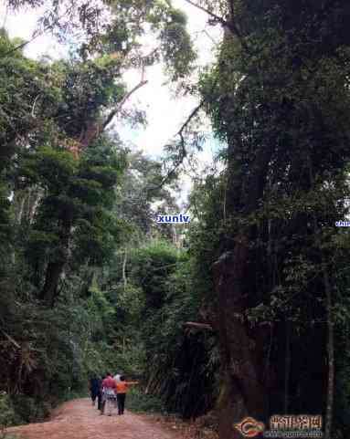 西双版纳勐海南糯山半坡寨古茶厂，西双版纳，探秘南糯山古茶园的神秘之旅