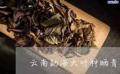 勐海大叶种晒青毛茶普洱茶，探寻云南特色：勐海大叶种晒青毛茶普洱茶的魅力与历