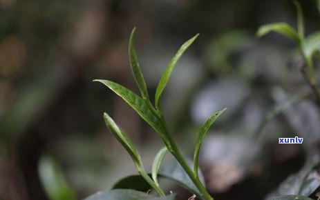 勐海茶区有些什么茶-勐海茶区有些什么茶种