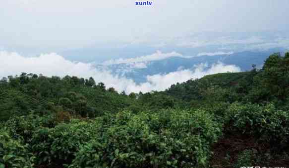 勐海包括哪几个山头-勐海包括哪几个山头村