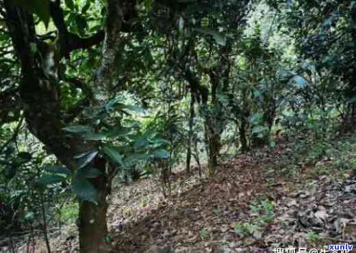 勐海有哪些普洱茶山头，探寻勐海普洱茶的魅力：揭秘那些知名的茶山头