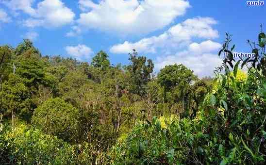 勐海有哪些普洱茶山头，探寻勐海普洱茶的魅力：揭秘那些知名的茶山头