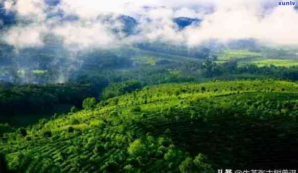 勐海茶区7大茶山，探秘云南勐海茶区：七大名山的魅力与特色