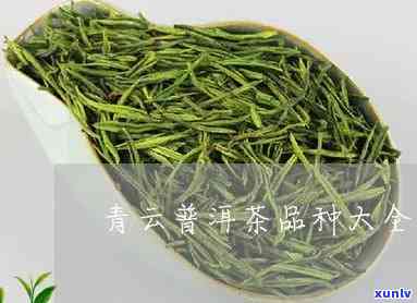 青云茶厂的产品大全：详细介绍各类优质茶叶