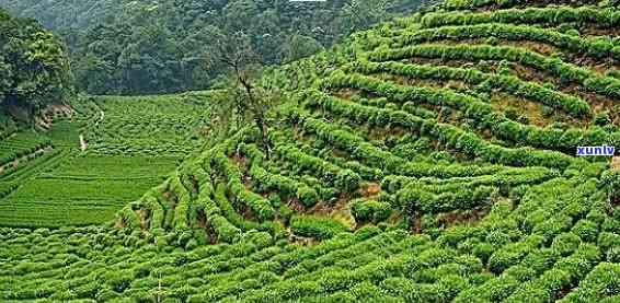 勐海茶山更高的海拔-勐海茶山更高的海拔是多少