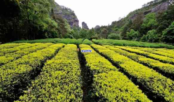 武夷山十大茶厂地址-武夷山十大茶厂地址在哪里