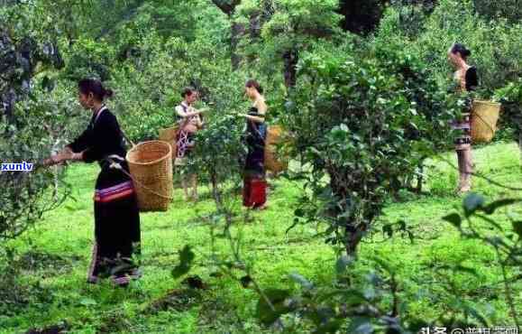 勐海与勐库茶的区别-勐海与勐库茶的区别是什么