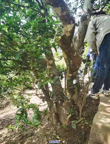 勐海与勐库茶的区别-勐海与勐库茶的区别是什么