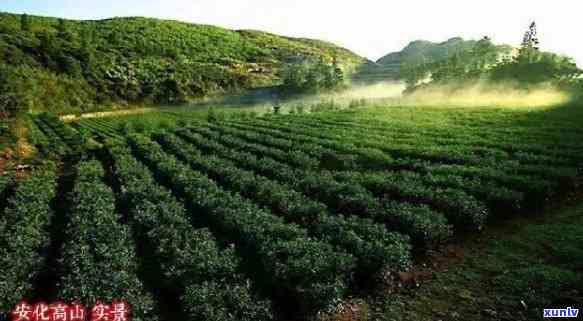 安化莲花山茶厂怎么样？绿茶价格与湖南景区门票全知道！