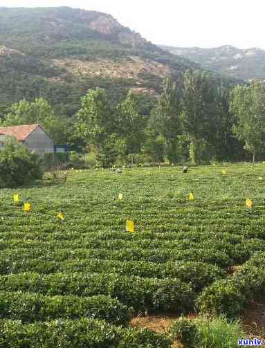 日照市圣山茶厂，探索圣山茶厂：日照市的茶叶文化瑰宝