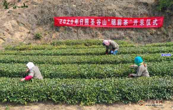 日照市圣山茶厂，探索圣山茶厂：日照市的茶叶文化瑰宝