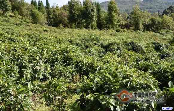 勐海和勐库茶的区别-勐海和勐库茶的区别是什么