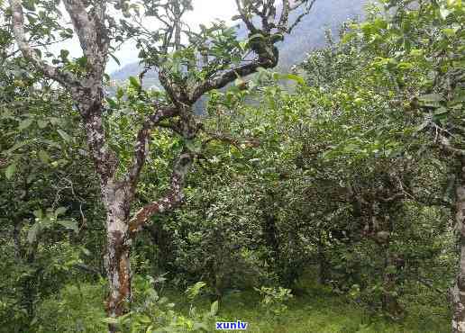 勐海和勐库茶的区别-勐海和勐库茶的区别是什么