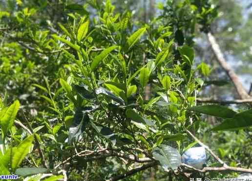 勐海地区的茶的口感如何，探秘勐海地区茶的独特口感